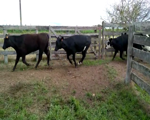 Lote 8 Vaquillonas en Colonia