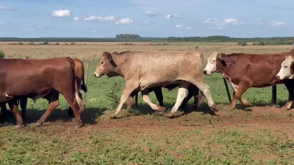 Lote 84 Novillos en Ituzaingó, Corrientes