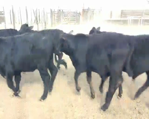 Lote 81 Terneros en Villa Ángela, Chaco