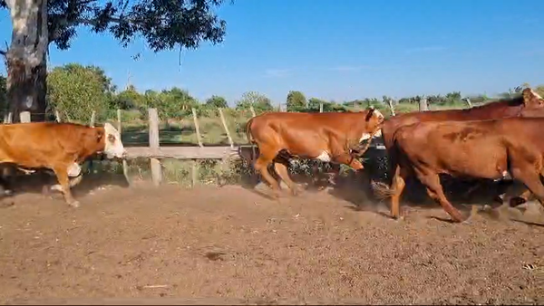 Lote 81 Novillos