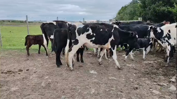 Lote 20 Piezas de cría, San José
