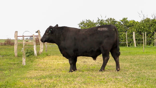 Lote CABAÑA COEMBOTÁ: RP 215