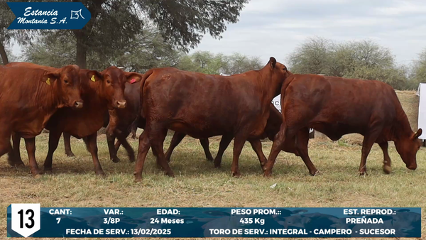 Lote LOTE 13