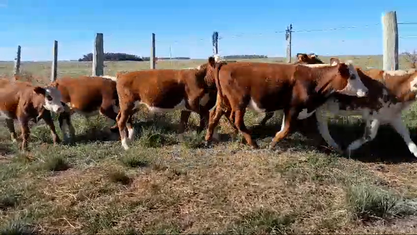 Lote 12 Terneros 10 HE,  2 CRUZAS CARNICERAS 202kg -  en SEQUEIRA. KM 135 DE RUTA 4. 5 KM AL OESTE