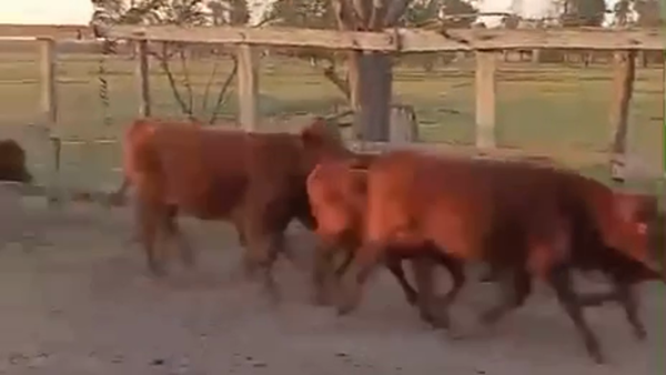 Lote 120 Terneros en Corrientes, Santo Tomé