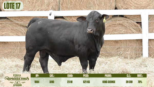 Lote LOTE 17
