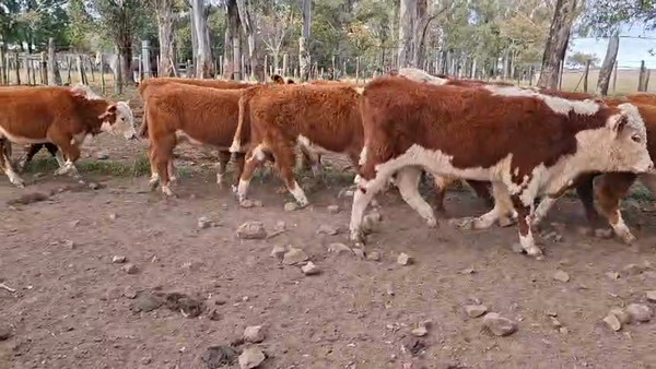 Lote TERNEROS