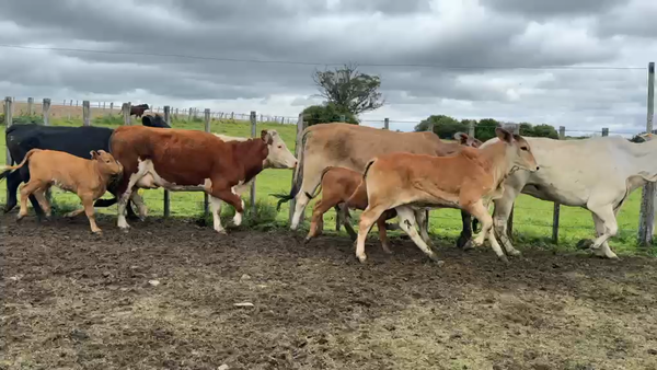 Lote PIEZA DE CRIA