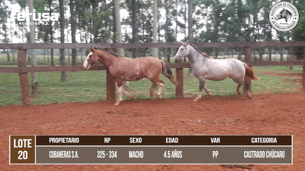 Lote LOTE 20 DE CAMPO