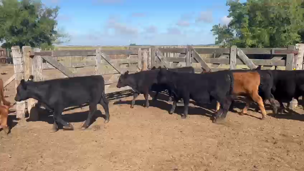 Lote 65 Terneros/as en Chascomús, Buenos Aires