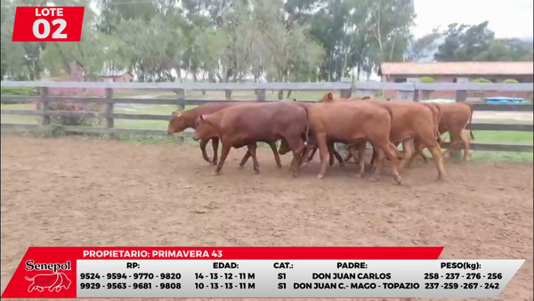 Lote LOTE 2