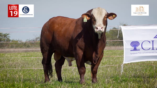 Lote LOTE 19 - TOROS BRAFORD NO. 51