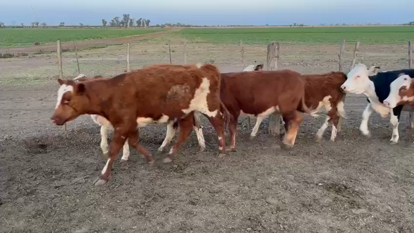 Lote 55 Vaquillonas Braford y sus cruzas en Ramona, Santa Fe