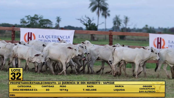 Lote LOTE 32