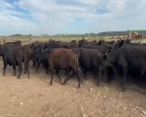 Lote 93 Novillitos en Coronel Suarez, Buenos Aires