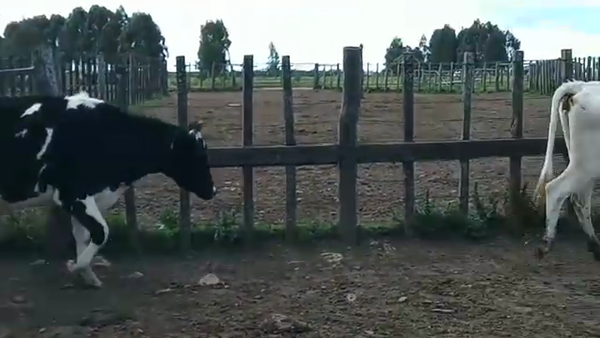 Lote 2 Vaquillonas 1 a 2 años HOLANDO 450kg - , San José