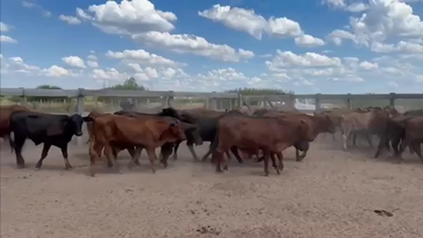 Lote 85 Novillitos en Laguna Yema, Formosa