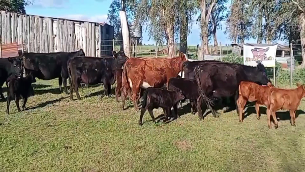 Lote 80 AL CTE (CUT)