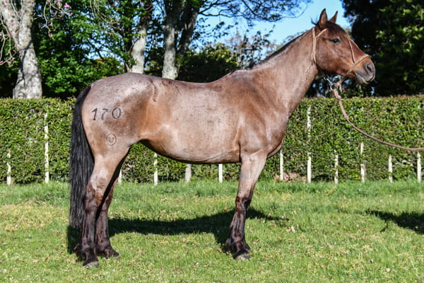 Lote Polvora del Paso