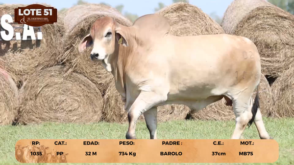 Lote LOTE 51