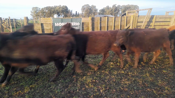 Lote 16 Terneros/as en Benito Juárez