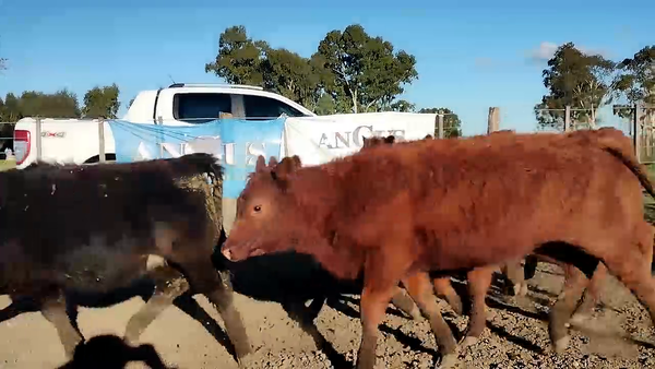 Lote 60 Terneros en Olavarría