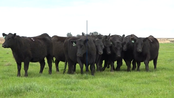 Lote VAQUILLONAS MaS