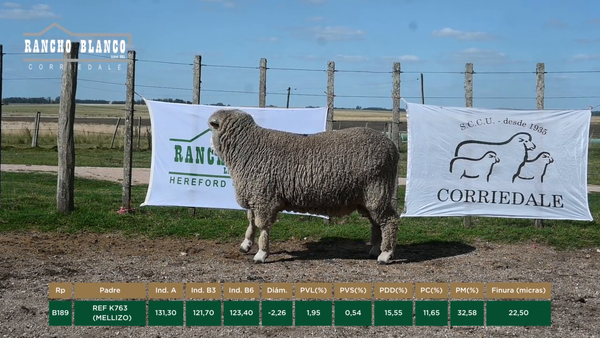 Lote CARNEROS 2 DTES.