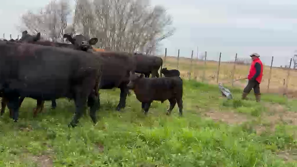 Lote 35 Vacas C/ cria en Buenos Aires, Pehuajó