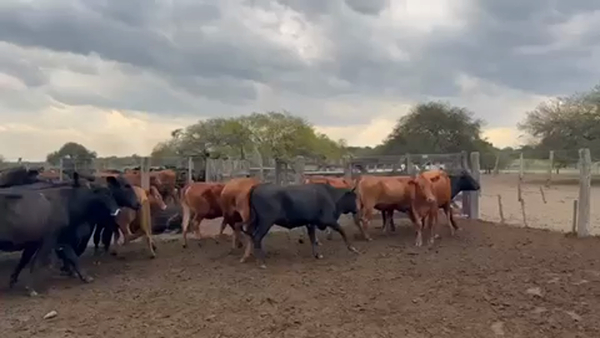 Lote 60 Vaquillonas preñadas en Pto. Eva Perón, Chaco