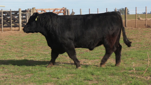 Lote TOROS PUROS DE PEDIGREE