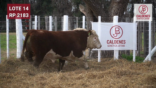 Lote Toro PR