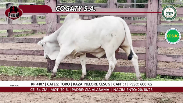 Lote TORO