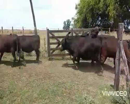 Lote 14 Vaquillonas C/ gtia de preñez en Gral. Paz, Buenos Aires