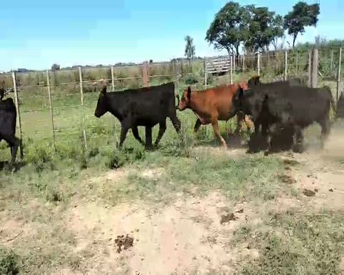 Lote 25 Terneros en Suipacha, Buenos Aires