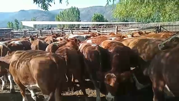 Lote 50 Novillo Engorda en Romeral, VII  Región Maule