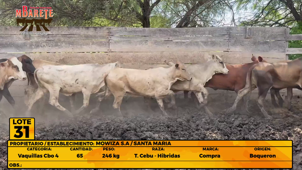 Lote LOTE 31