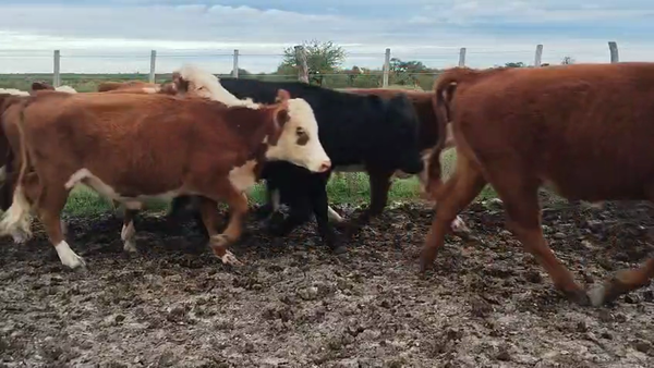 Lote 76 Novillitos