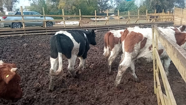 Lote 59 Novillo Engorda en Doñihue, VI  Región O'Higgins