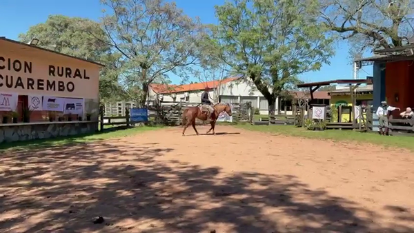 Lote MATRE PEPPY AFRODITA