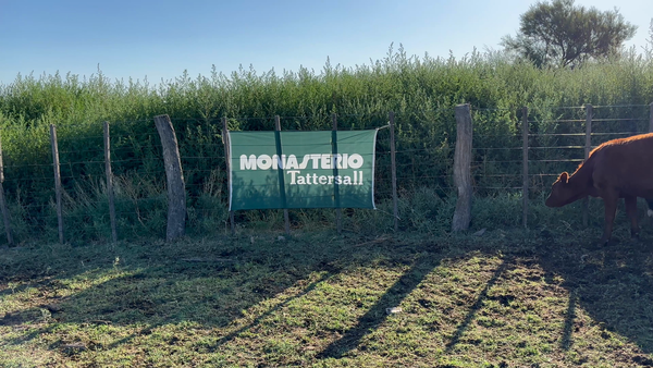 Lote 15 Terneras en Rivera