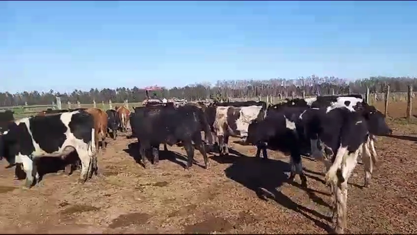 Lote 50 Novillo Engorda en Mariquina, XIV Región Los Ríos