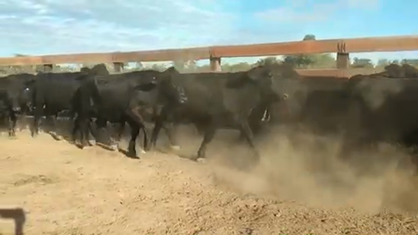 Lote 114 Novillitos en Villa R. Bermejito, Chaco