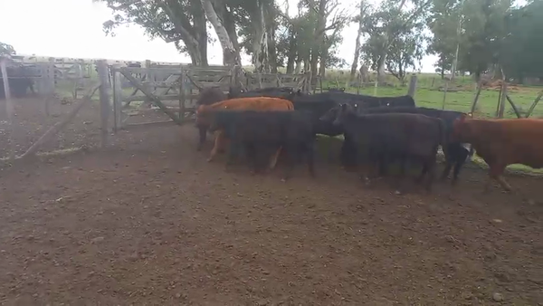 Lote 140 Terneras