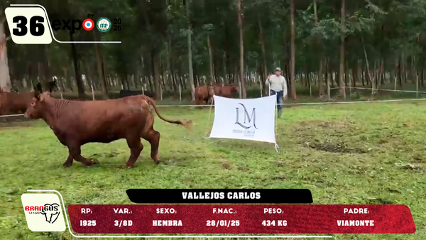 Lote LOTE 36