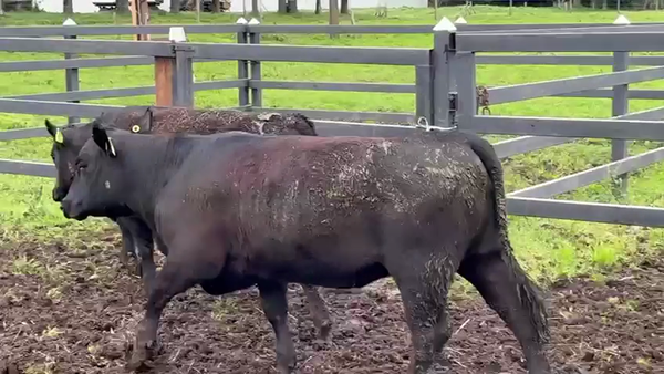 Lote 2 Vaquilla Encaste