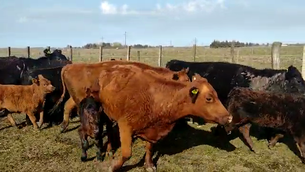 Lote 34 Vacas medio uso C/ cria en Brandsen, Buenos Aires