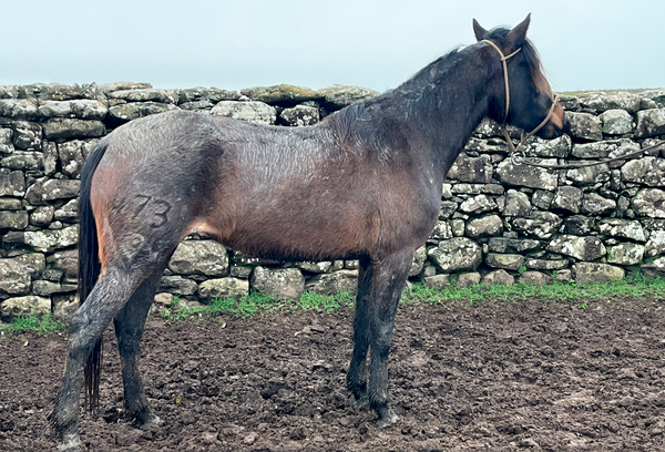 Lote MASITA GAITERA