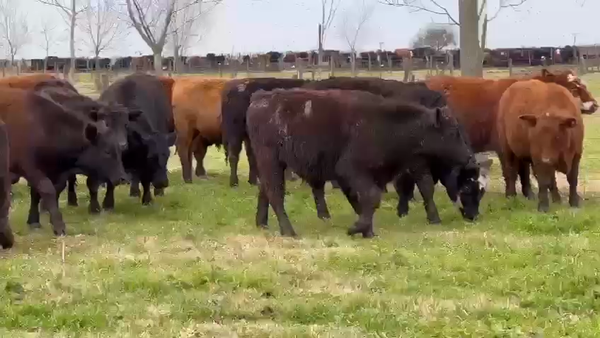 Lote 130 Novillitos