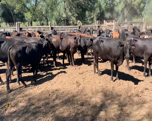 Lote 50 Vaquillonas en Juan José Castelli, Chaco